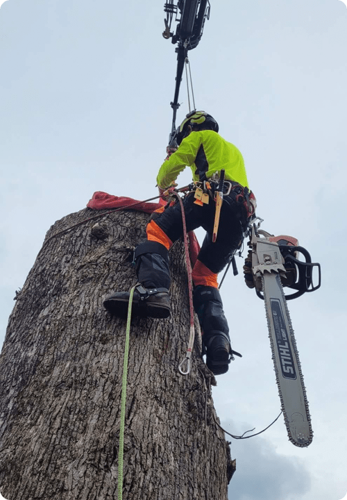 tree services