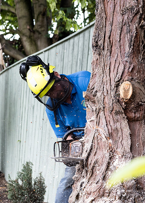 Professional Arborist