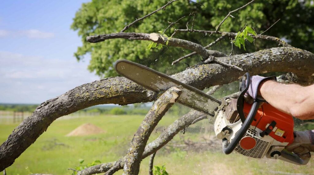 Professional Tree Trimming