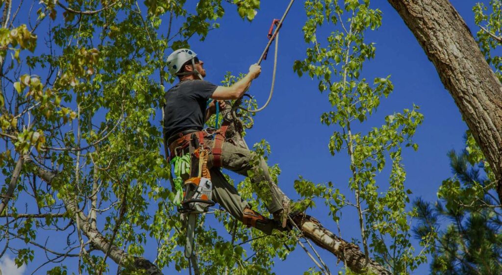 Professional Tree Trimming