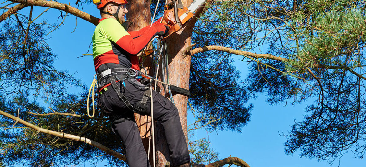 Arborist Services