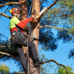 Understanding the Importance of Arborist Services: How Professional Tree Care Can Save Your Landscape