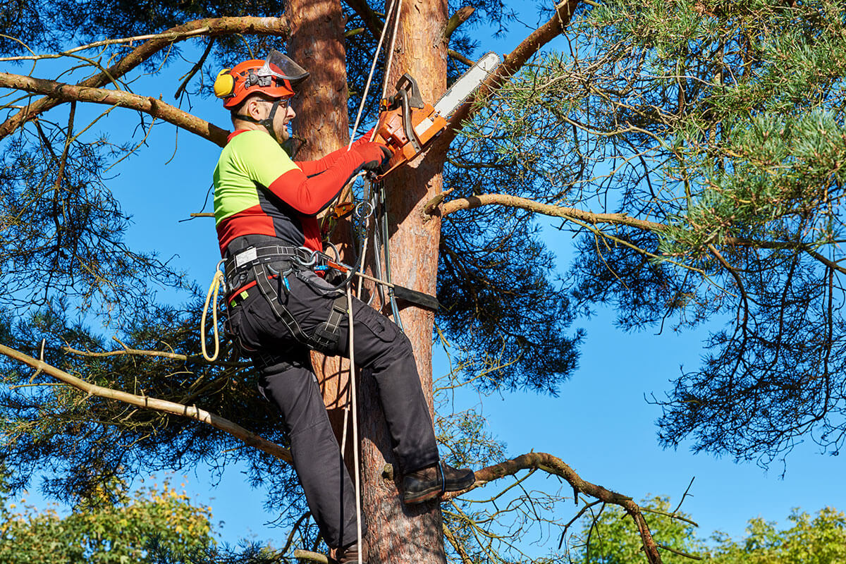 Arborist Services