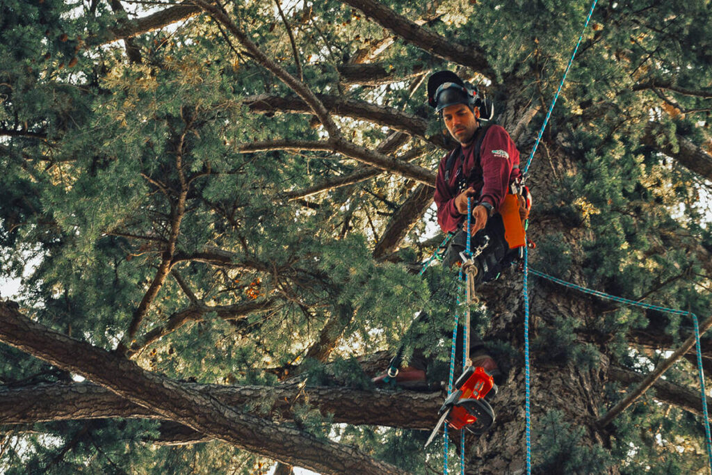 Tree Services