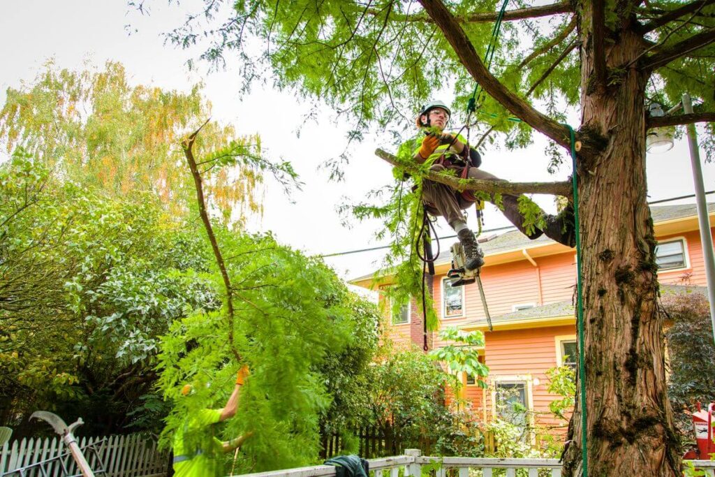 Arborist Services