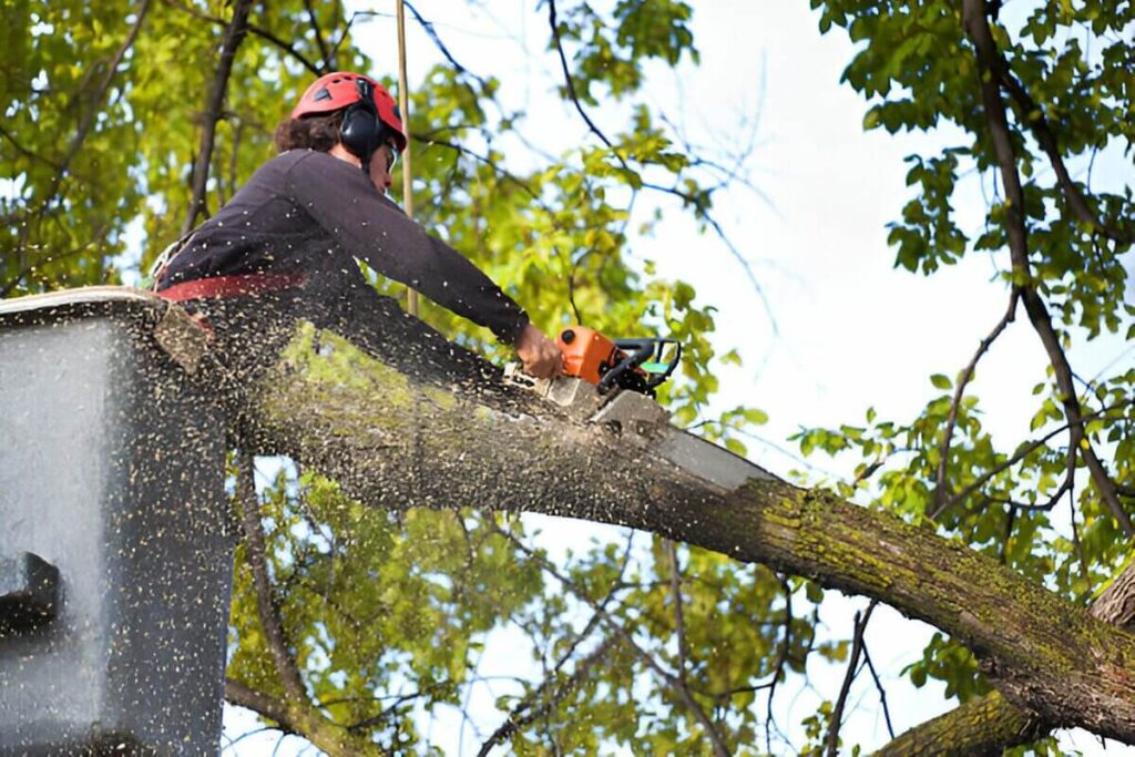 Arborist Services