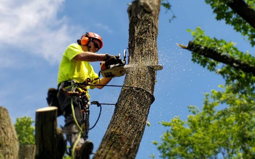 stump removal