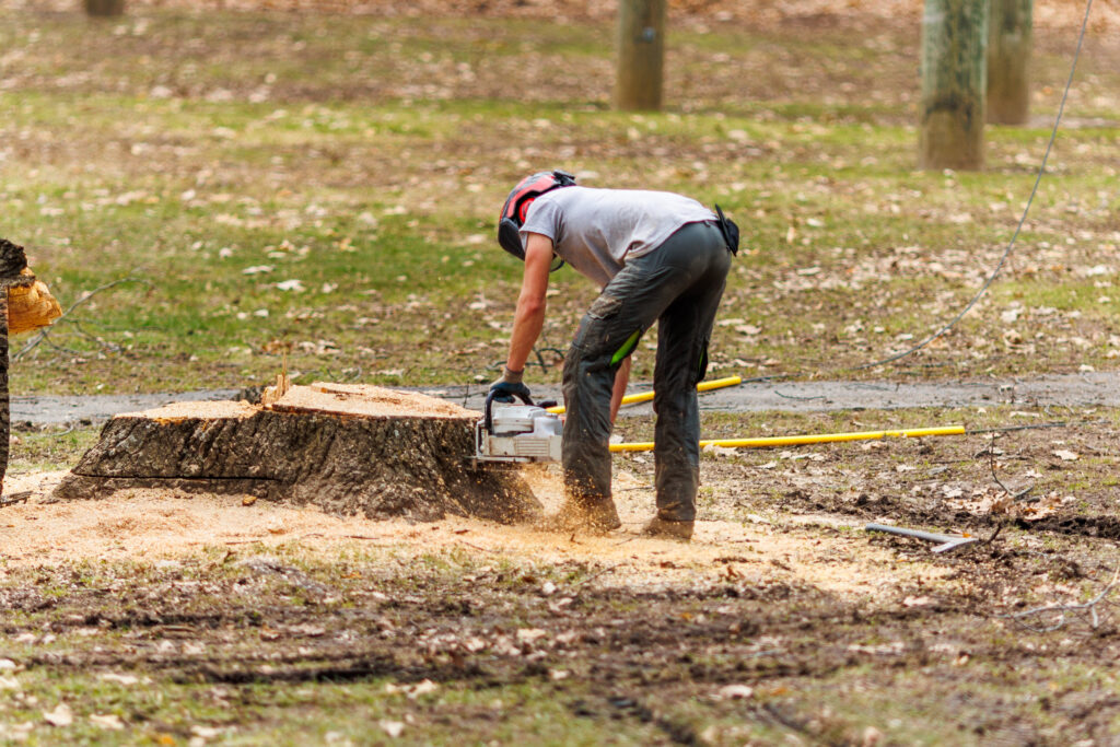 tree stump removal