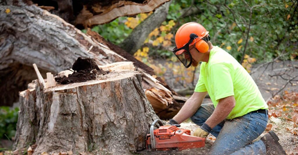 stump removal