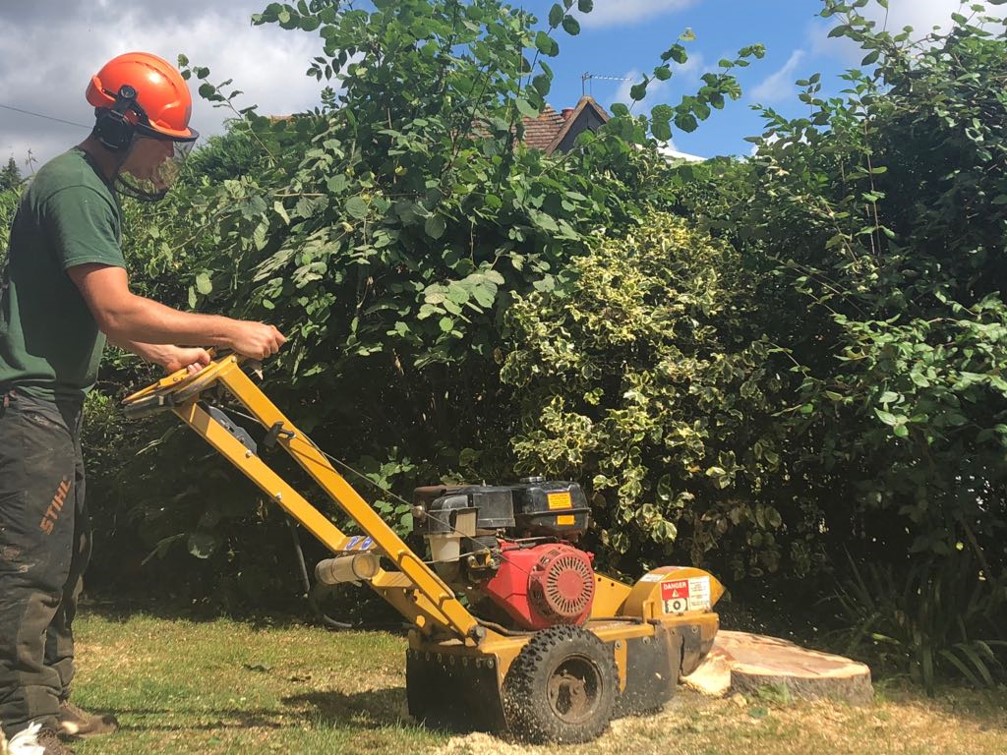 tree stump removal