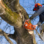 Professional Stump Grinding: Ensuring a Safe Yard