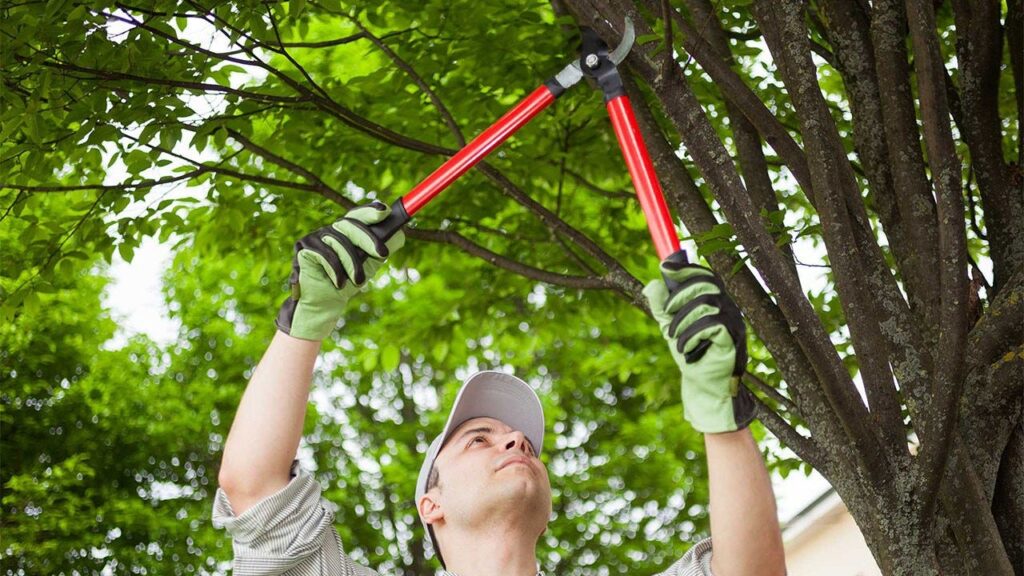 Tree Pruning Services Near Me