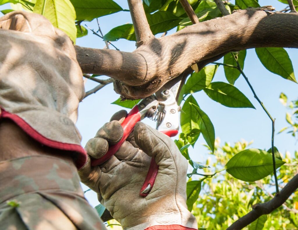 tree pruning Sydney