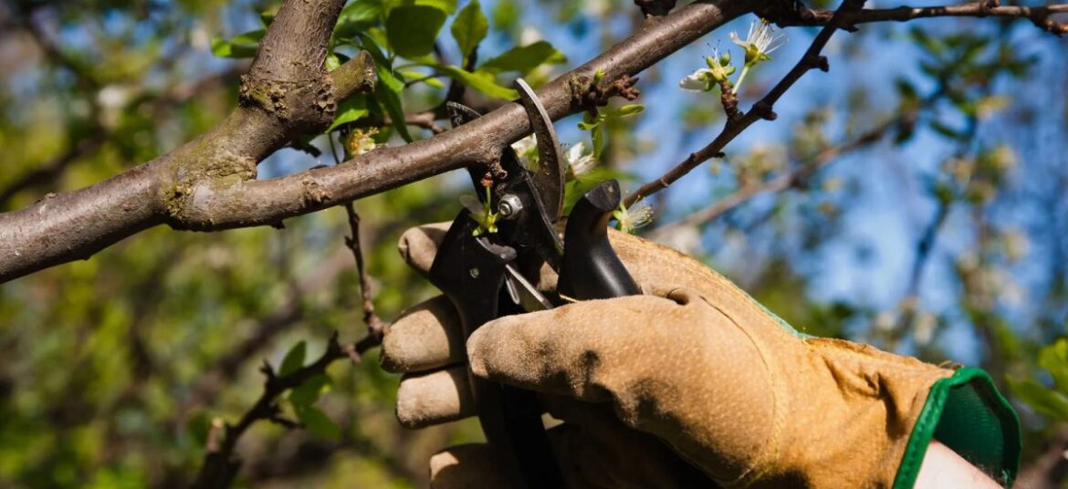 tree pruning Sydney