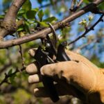 How Tree Pruning Services Can Save Your Trees and Enhance Your Property