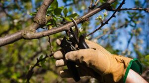 tree pruning Sydney