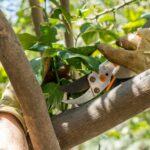 Tree Removal vs Tree Pruning in Sydney – Which One Do You Need? A Complete Guide