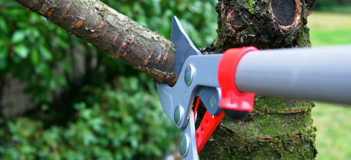 Tree Pruning