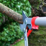 Tree Pruning in Sydney: The Best Time of Year by Species and Goal