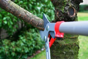 Tree Pruning Services Near Me