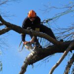 North Shore Tree Removal: How to Prepare Your Property for the Process