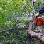 Why Professional Tree Removal in North Shore Is a Smart Investment