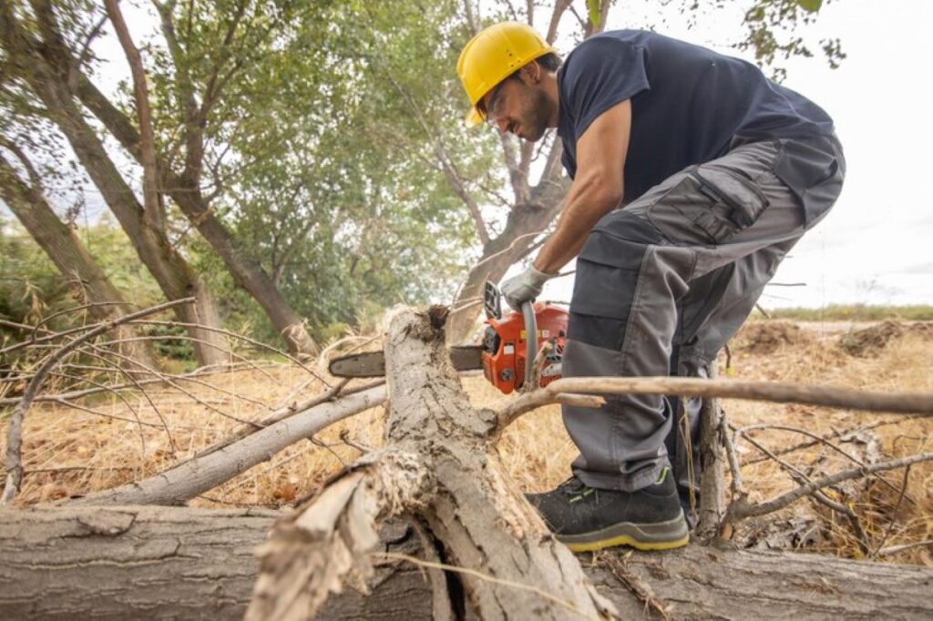 tree removal north shore