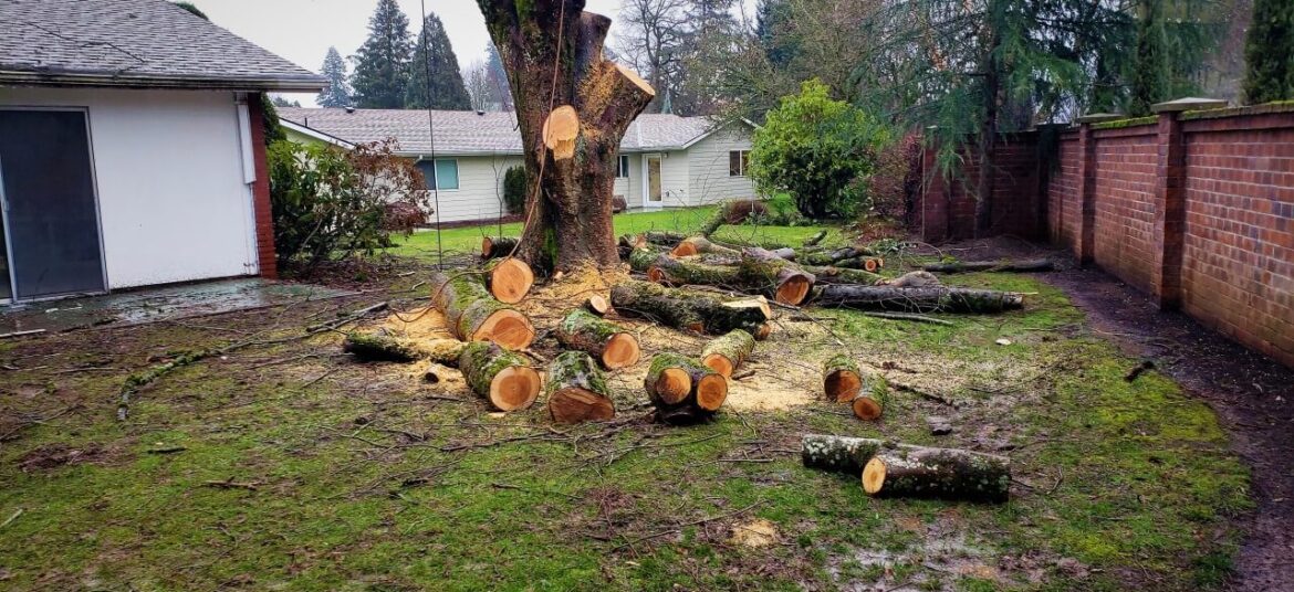 Tree Stump Removal