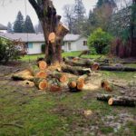 Tree Stump Removal Cost: What to Expect for Complete Tree Clearance