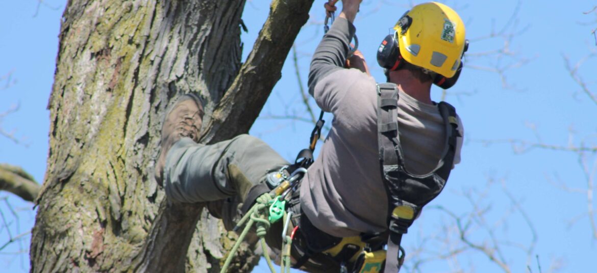 Arborist Western Sydney