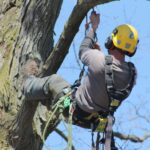 Arborist Western Sydney: Expert Tree Care for Residential and Commercial Needs