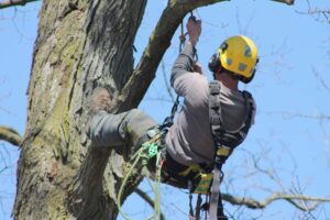 Arborist Western Sydney