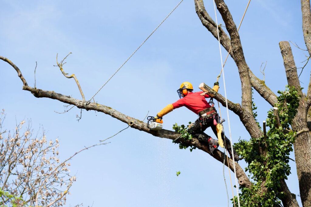 Arborist Western Sydney