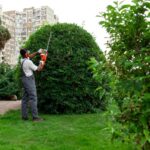Master the Art of Hedge Shaping: Tips for Perfect Green Walls