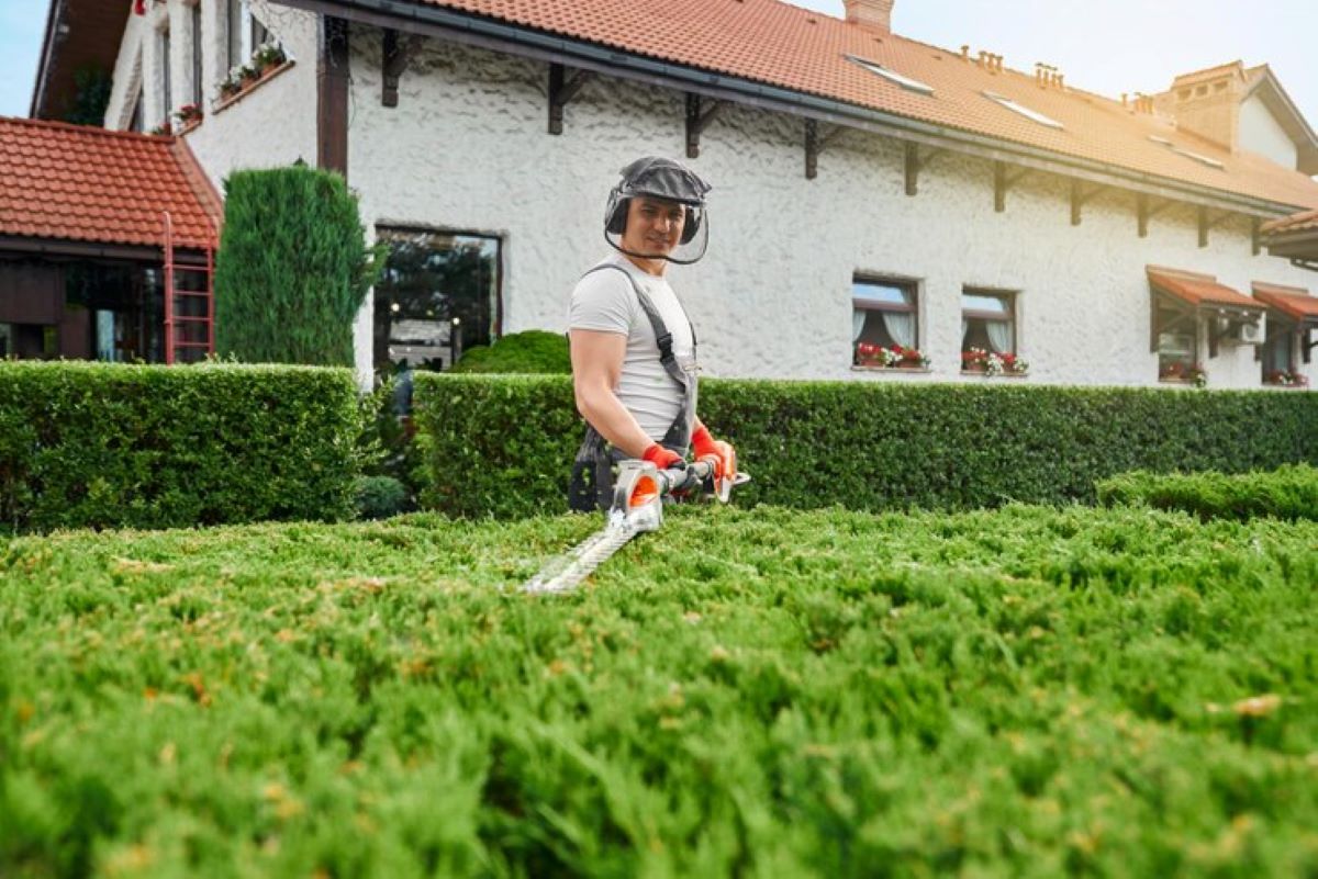 hedge trimming