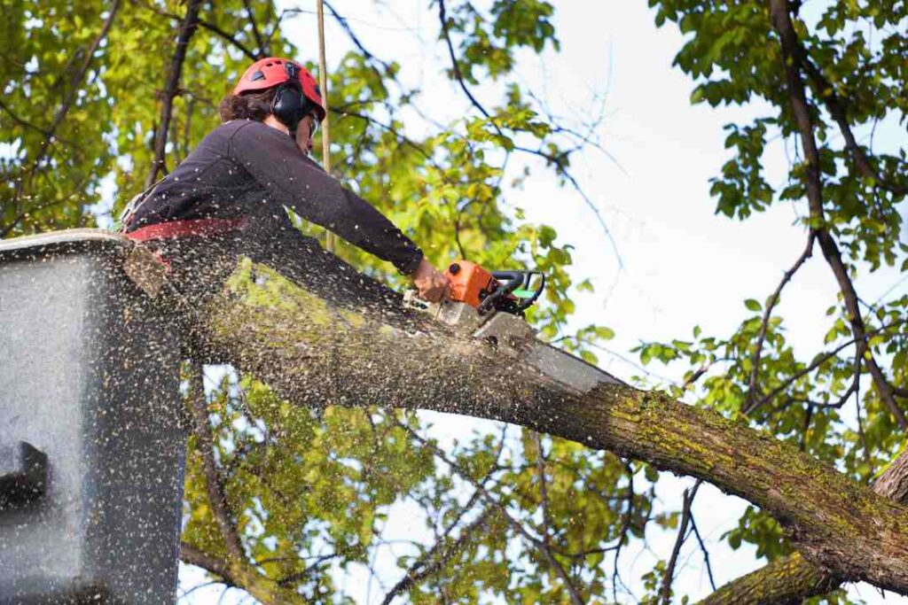 Professional Stump Grinding Services