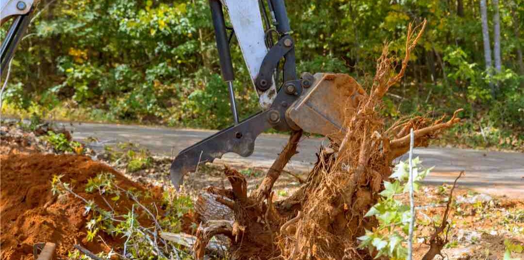 Tree Stump Removals Made Easy: Stump Grinding Services in Sydney\par