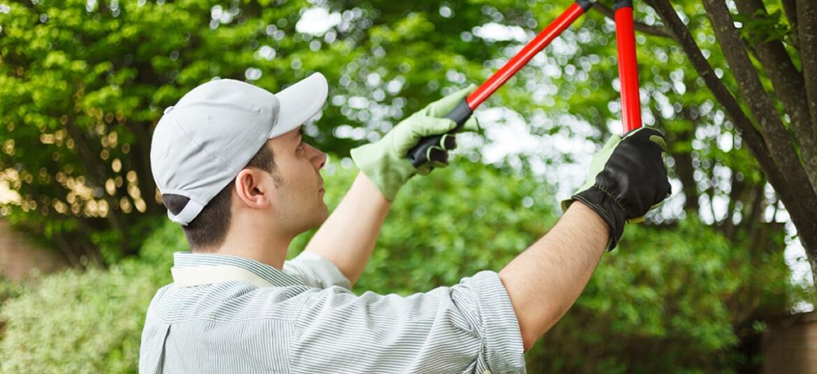 Tree Pruning North Shore