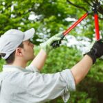 Benefits of Routine Tree Pruning North Shore Properties Shouldn’t Ignore