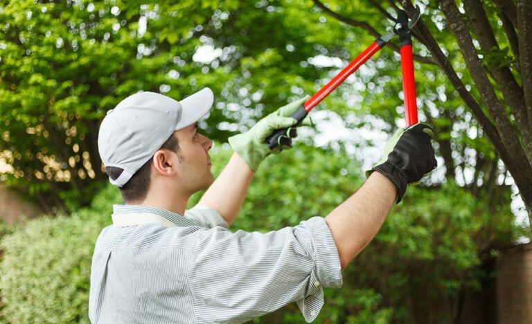 Tree Pruning North Shore