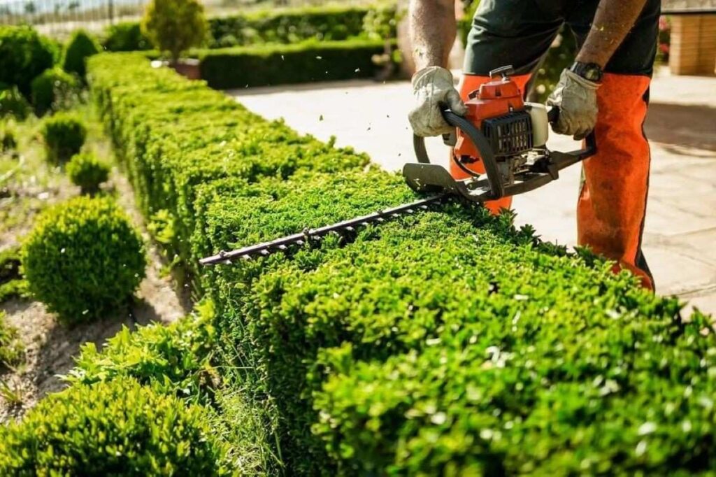 Tree Hedge Trimming