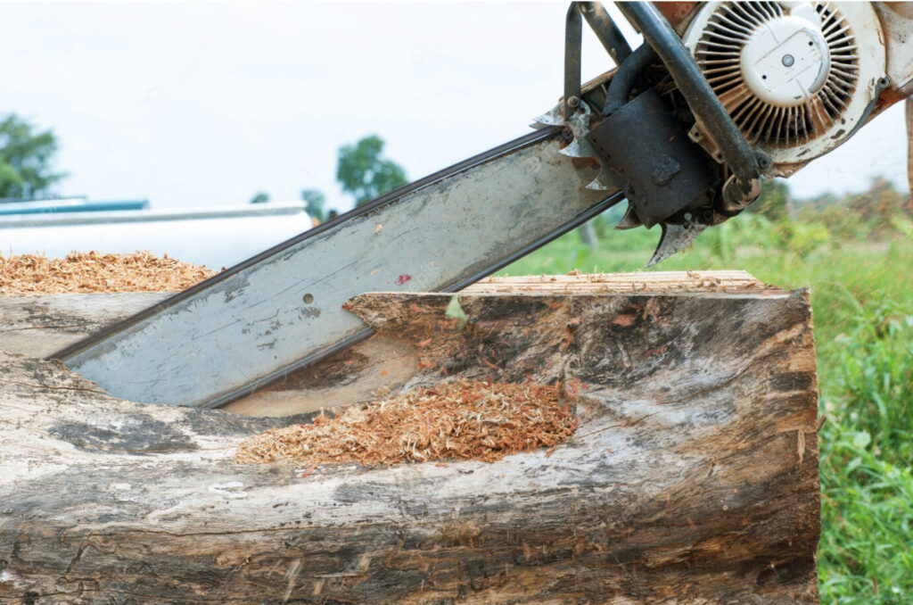 Professional Stump Removal and Grinding: The Complete Guide for Sydney Properties