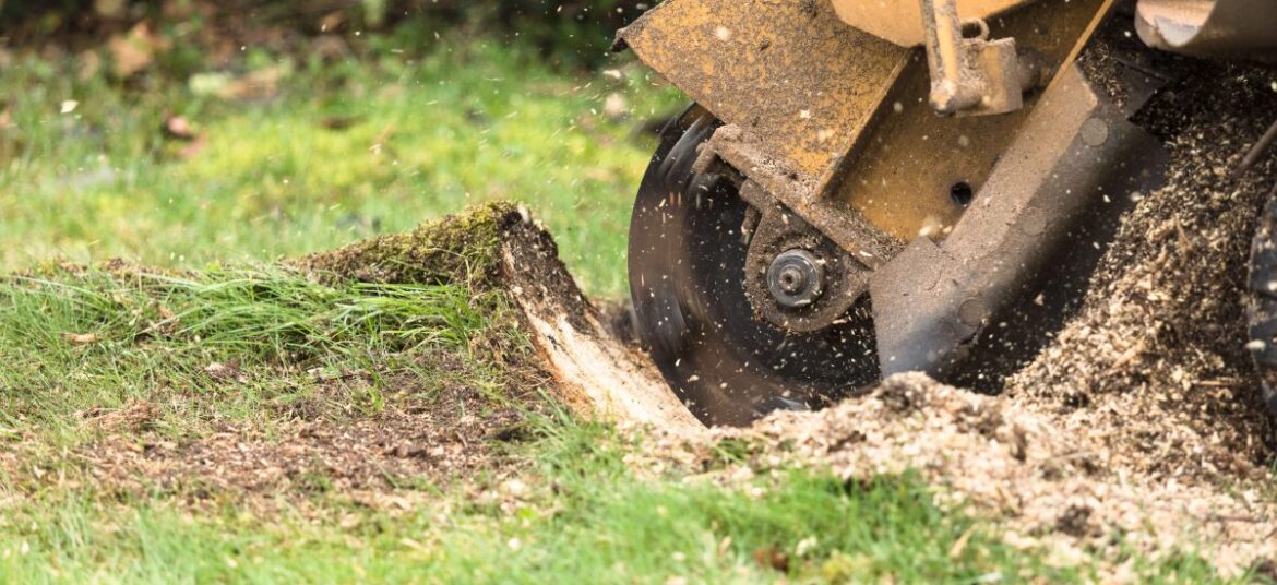 Professional Stump Removal and Grinding: The Complete Guide for Sydney Properties