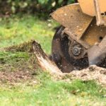 Professional Stump Removal and Grinding: The Complete Guide for Sydney Properties