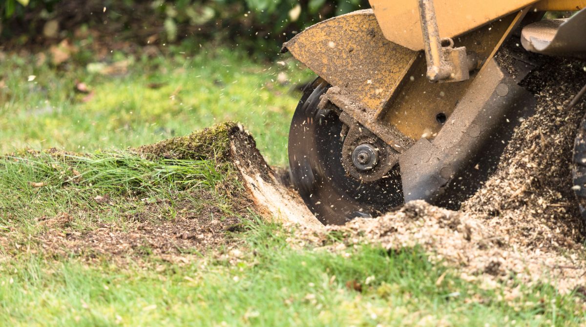 Professional Stump Removal and Grinding: The Complete Guide for Sydney Properties