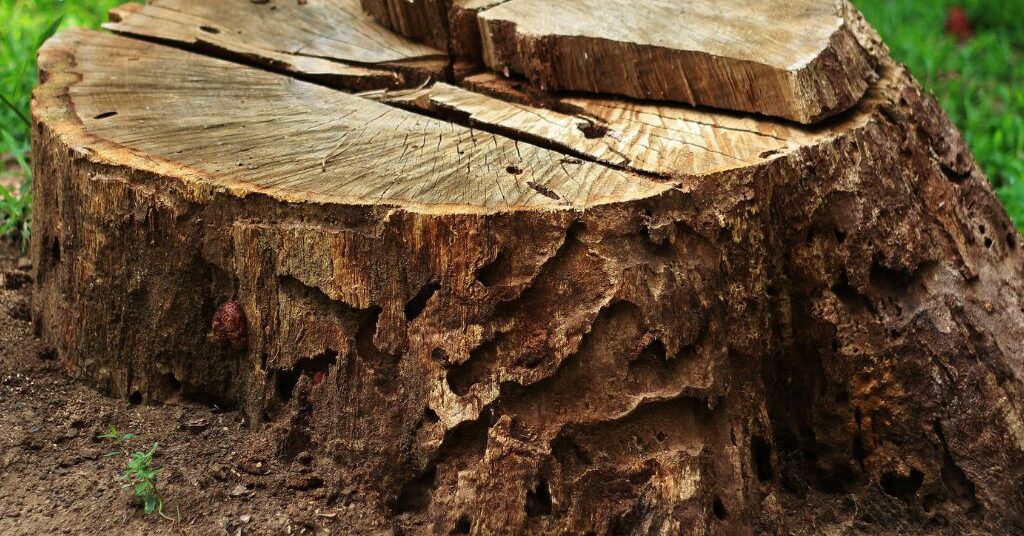 Stump Grinding