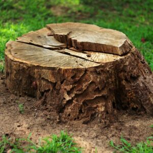 Stump Grinding