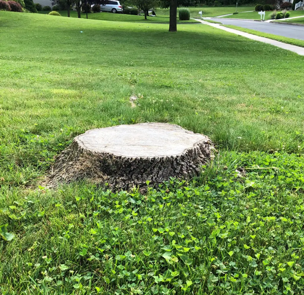 Stump Grinding