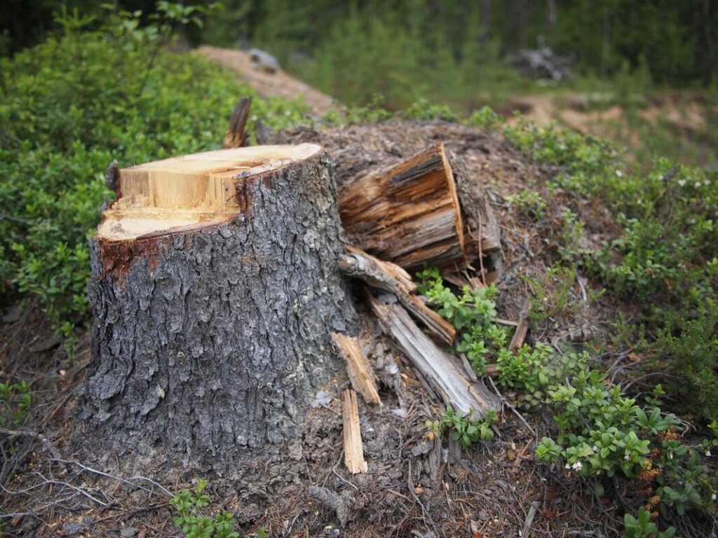 Stump Grinding